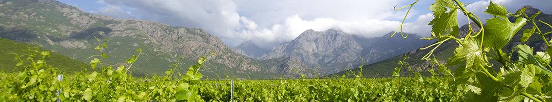 Vins de Corse, et Vdp de l'Île de Beauté - V Comme Vin