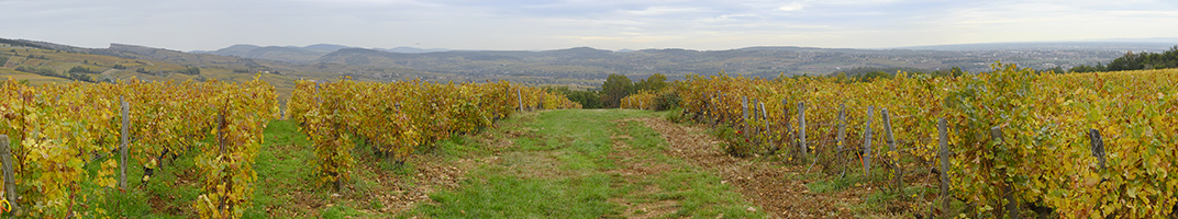 Vins Pouilly-Fuissé, Bourgogne - V Comme Vin