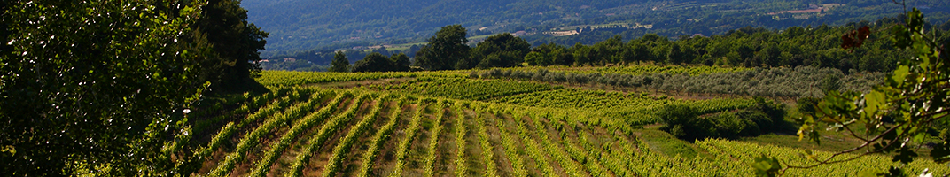 Sylvain Morey en Luberon - Vins du Luberon