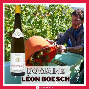 Bienvenue dans le monde envoûtant du vignoble le plus à l'ouest de la Vallée Noble ! 
-
🍇 Exposé plein sud sur un sol de grès , ce terroir tardif donne naissance à des vins complexes aux arômes de fruits, ciselés par la minéralité typique du sous-sol. Le Riesling, cépage emblématique du nord de la vallée du Rhin, atteint ici son apogée.
-
👃Ce vin nous régale d'un bouquet de fleurs, d'eucalyptus et de framboise. 
👄En bouche, l'ampleur est soutenue par la tension minérale des grès, jusqu'à une finale de zeste de citron rafraîchissante.
🍽️ Ce vin est un compagnon idéal des volailles et autres viandes blanches. Imaginez-le s'accorder parfaitement avec un sauté de porc ibérique au wok sur lit de légumes croquants. 
-
🌞 Exposition : Sud
🍇 Années de plantation : 1996 et 1997
🏞️ Géologie : Gréseux (buntsandstein)
🍷 Surface : 1,0 ha
🌿 Viticulture : Biodynamique Demeter
🍇 Vendanges : Manuelles avec tri les 14, 16 et 17 septembre
-
☎ Informations et disponibilités :
- Sur notre site web : Lien dans la bio #linkinbio 
- En boutique au 871 avenue Victor Hugo 84400 Apt
- Par téléphone au 04 90 04 77 38
 #vcommevin #été #holiday #summertime #Apt #summer2023 #alsace #alsacia #alsacezvous #AlsaceRocks #alsacefrance #alsacewine #alsacewines #blanc #riesling #rieslingwine 

🔞L'abus d'alcool est dangereux pour la santé 🔞