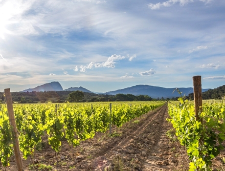 Les vins du Languedoc-Roussillon : un voyage à travers les saveurs
